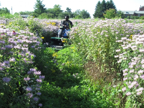 F&S employee drives a riding mower along walkways through the prairie