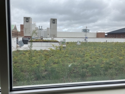 The view of the green roof at Newmark through a window.