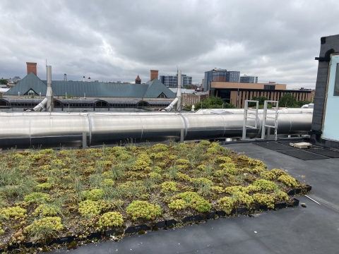 A small patch of greenery on the roof.