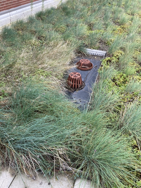 An up-close photo of the greenery on the roof.