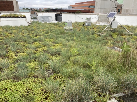 An closer perspective to a large patch of greenery on the roof.