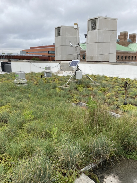 An closer perspective to a large patch of greenery on the roof.
