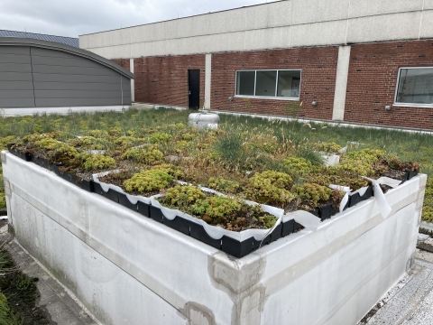 A small patch of greenery on the roof.