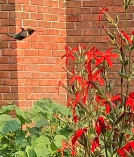 Hummingbird by Royal Catchfly