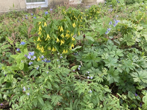 Up-close photo of LAR flowers in April 2021