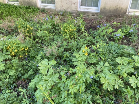 Up-close photo of LAR plants, including flowers, in April 2021