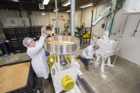 An individual pours wheat into a mill.
