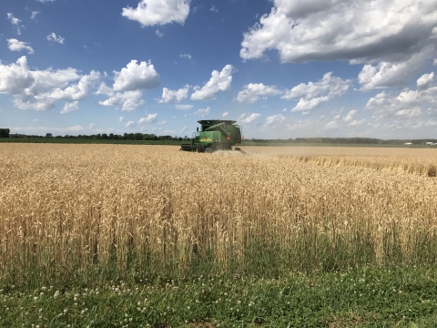 A view of a field of wheat as it is being harvest by agricultural machinery.