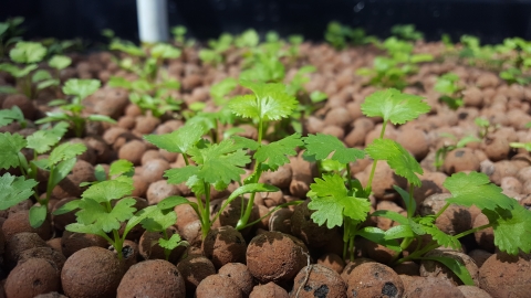 A close-up photo of vegetation growing in the aquaponics medium