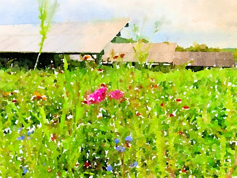 water color painting showing green native plants in the bottom two thirds of image with brownish beige solar panels in the background under a slightly cloudy sky