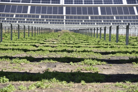 short green ground cover under solar panels