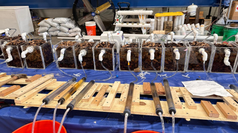 Fall 2023 Enhancing Water Quality Through Appropriate Woodchip Mulch and Phosphorus Filter Pairing Image