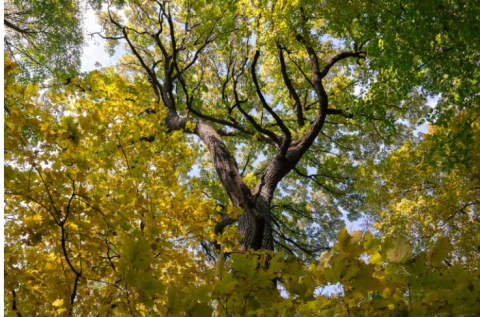 Trelease Woods Image