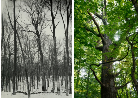 Trelease Woods Image